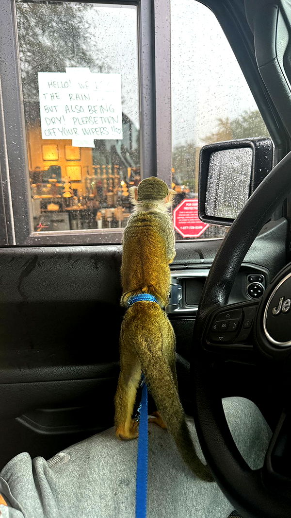 kkierstenking image ~ Altpins