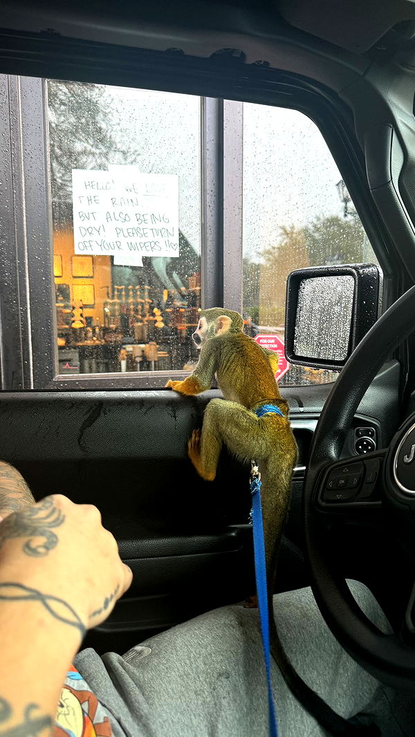 kkierstenking image ~ Altpins