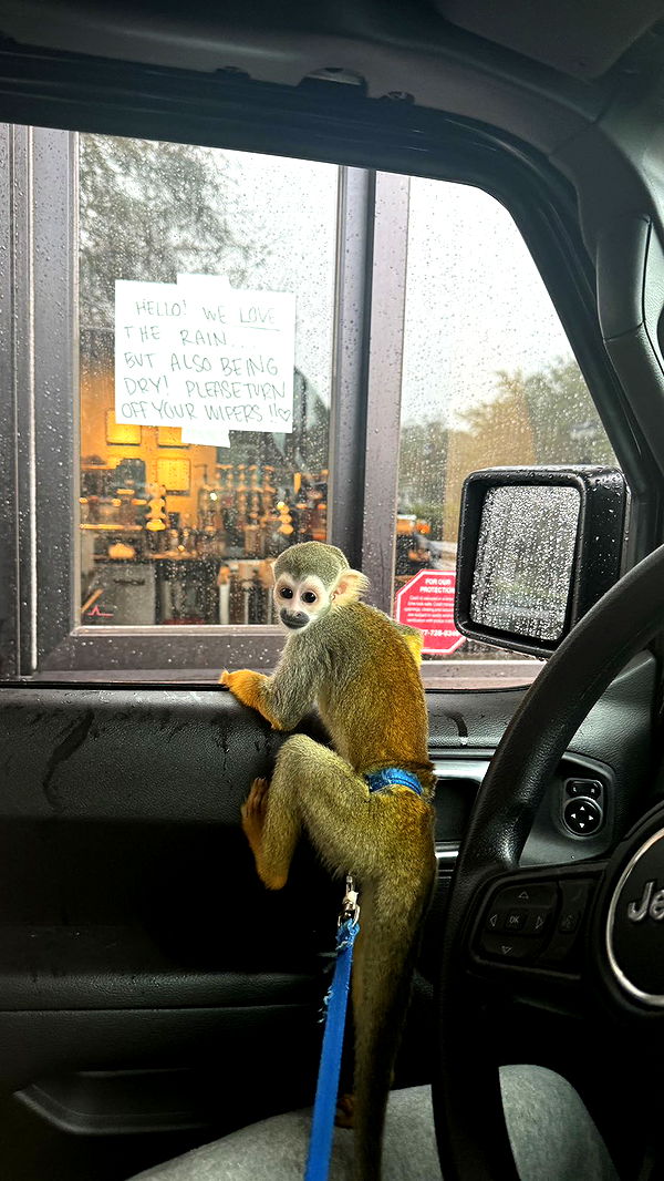 kkierstenking image ~ Altpins