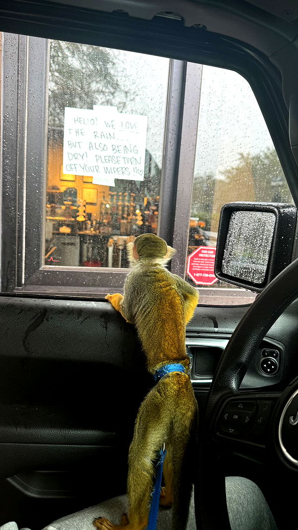 kkierstenking image ~ Altpins