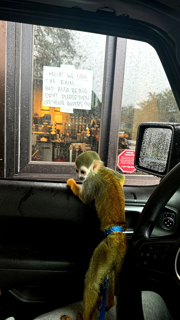 kkierstenking image ~ Altpins