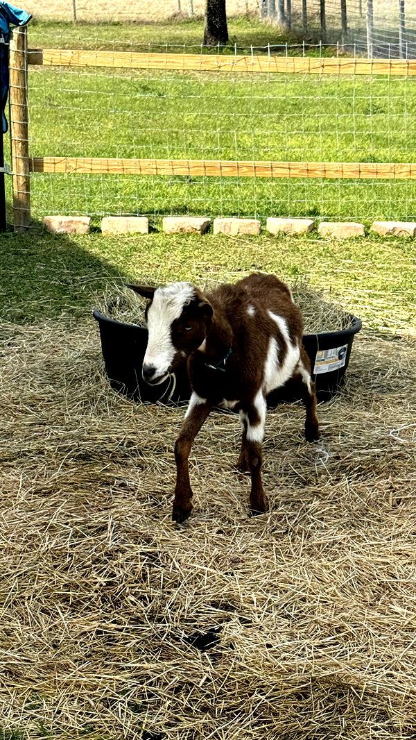 kkierstenking image ~ Altpins