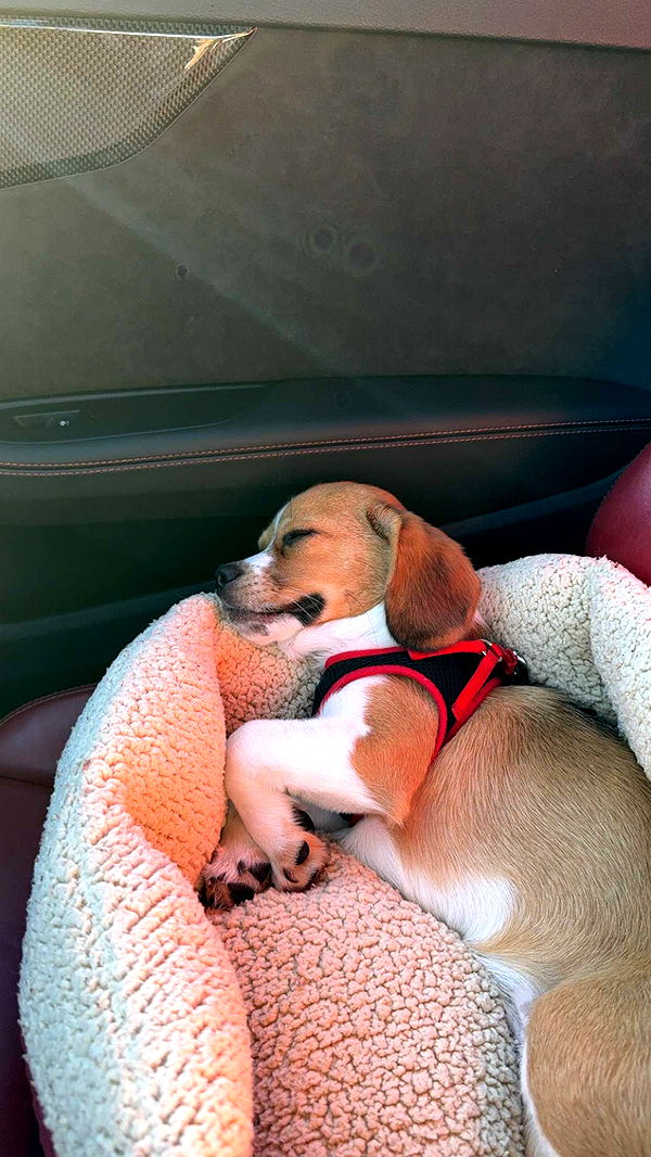 kydoddss image ~ Altpins