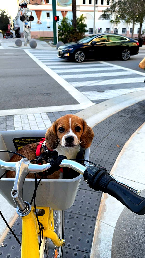 kydoddss image ~ Altpins