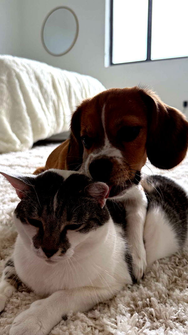 kydoddss image ~ Altpins