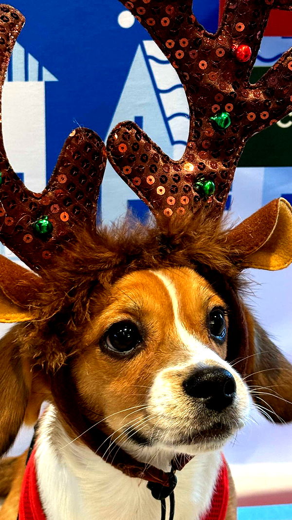 kydoddss image ~ Altpins