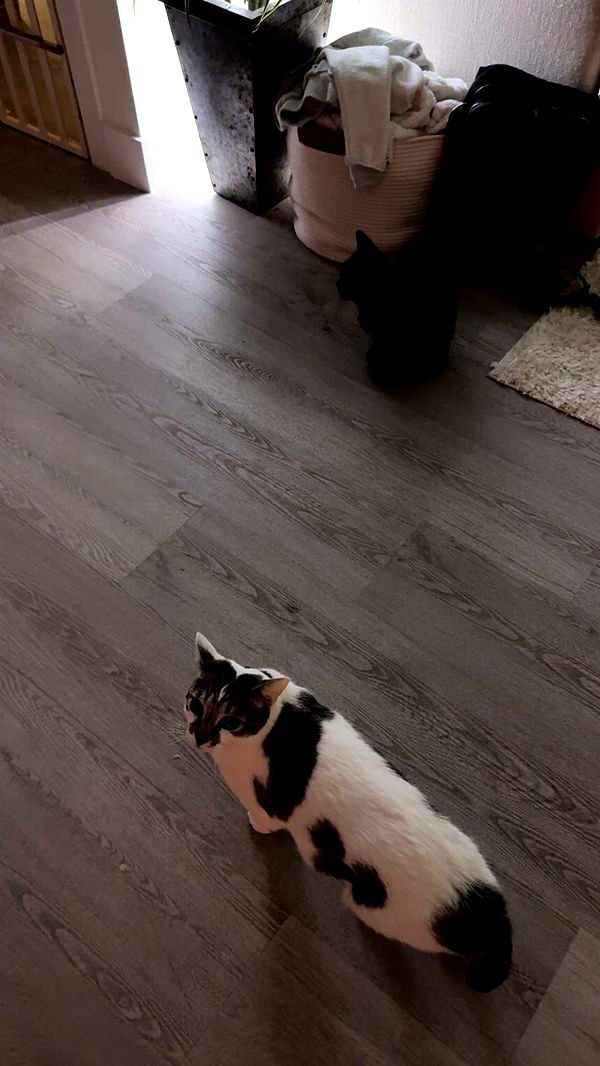 kydoddss image ~ Altpins