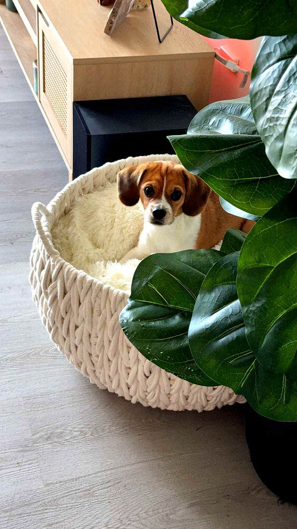 kydoddss image ~ Altpins