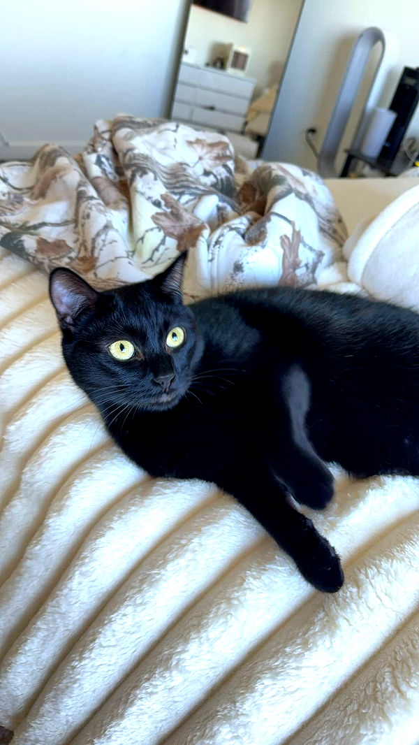 kydoddss image ~ Altpins