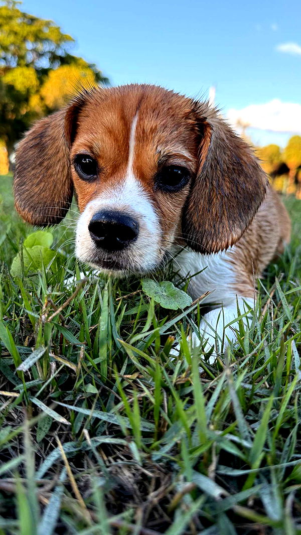 kydoddss image ~ Altpins