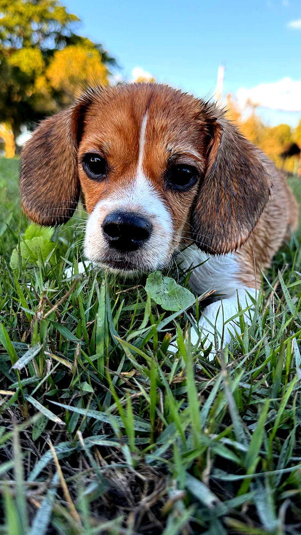 kydoddss image ~ Altpins