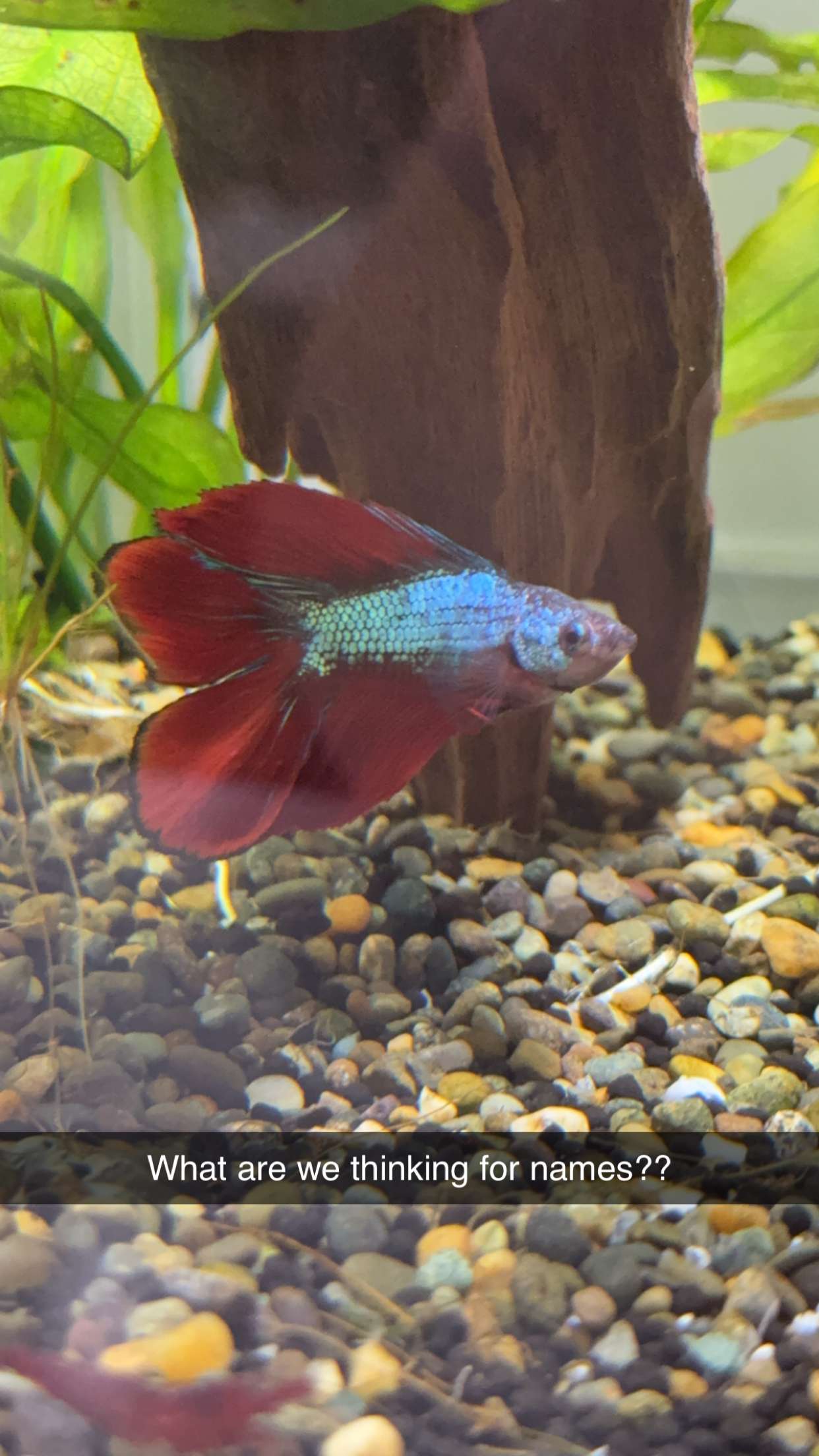 kydoddss snapchat image archive image