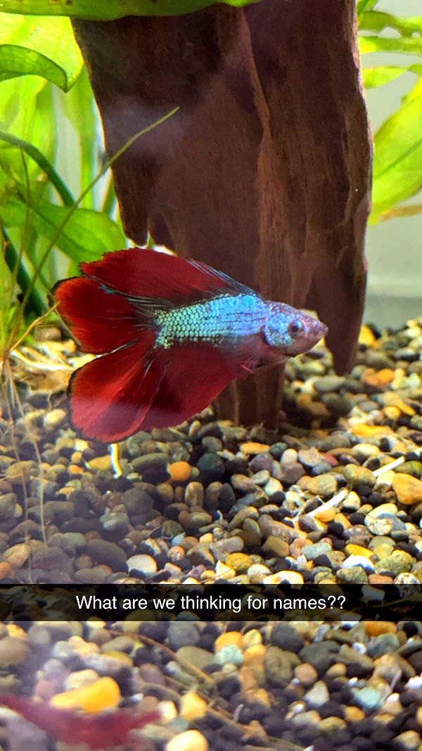 kydoddss image ~ Altpins