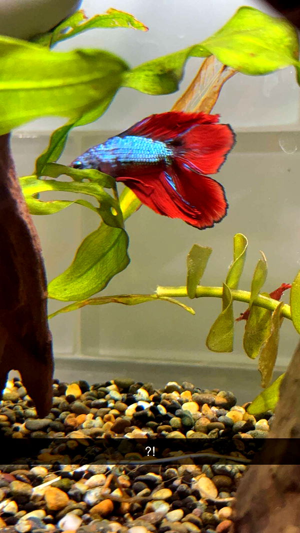 kydoddss image ~ Altpins