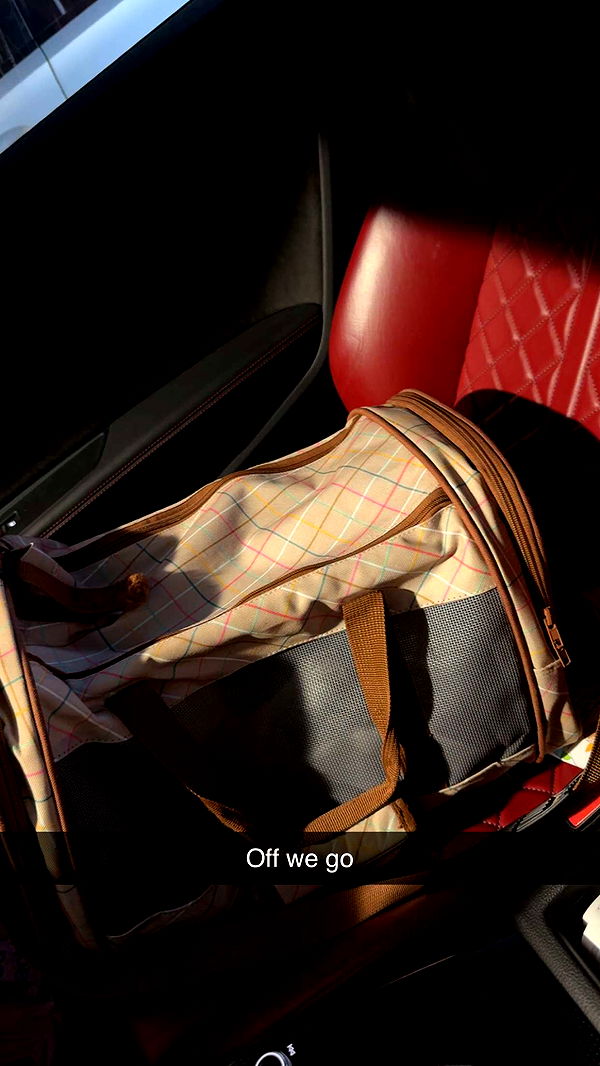 kydoddss image ~ Altpins