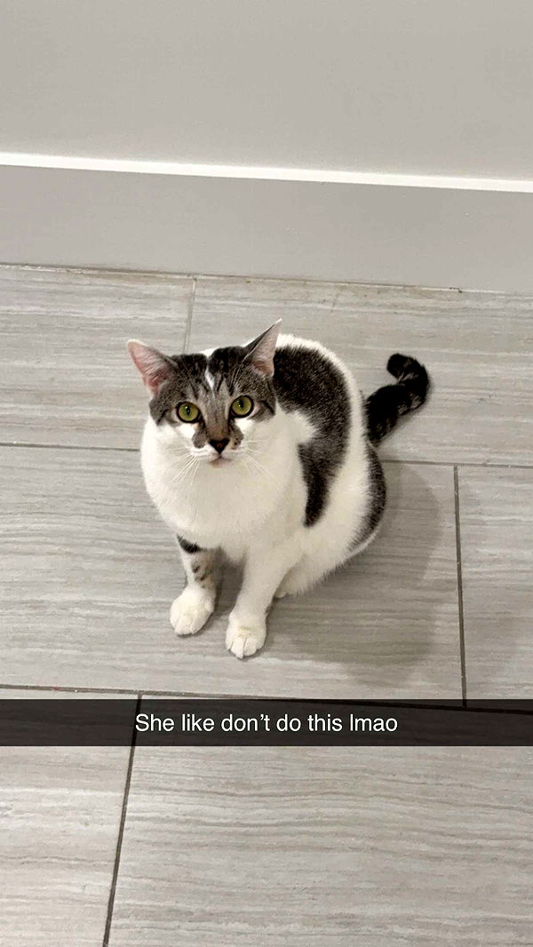 kydoddss image ~ Altpins