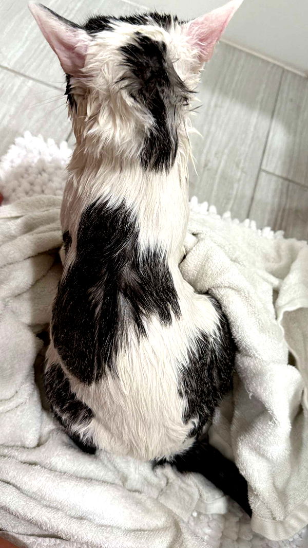 kydoddss image ~ Altpins