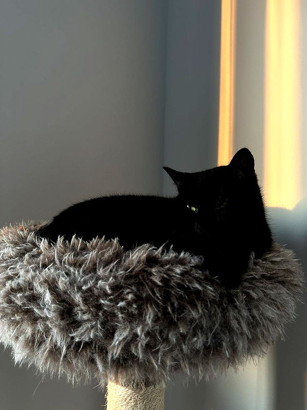 kydoddss image ~ Altpins