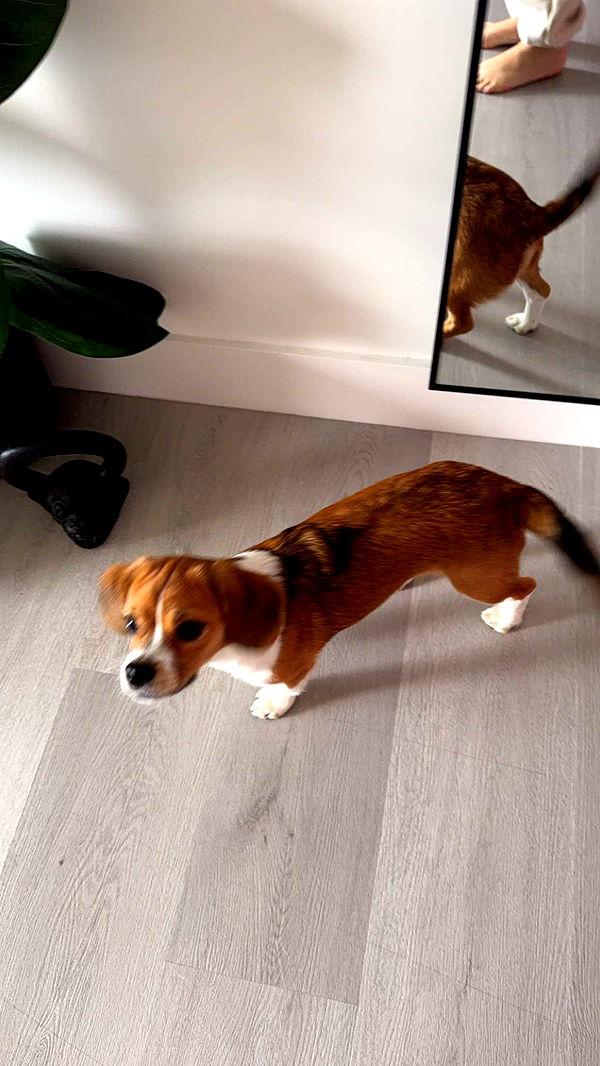 kydoddss image ~ Altpins