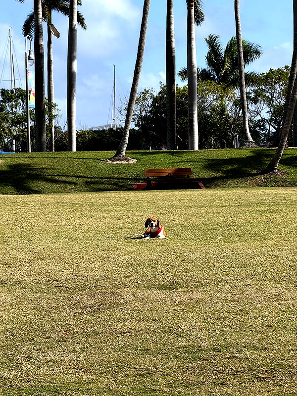 kydoddss image ~ Altpins