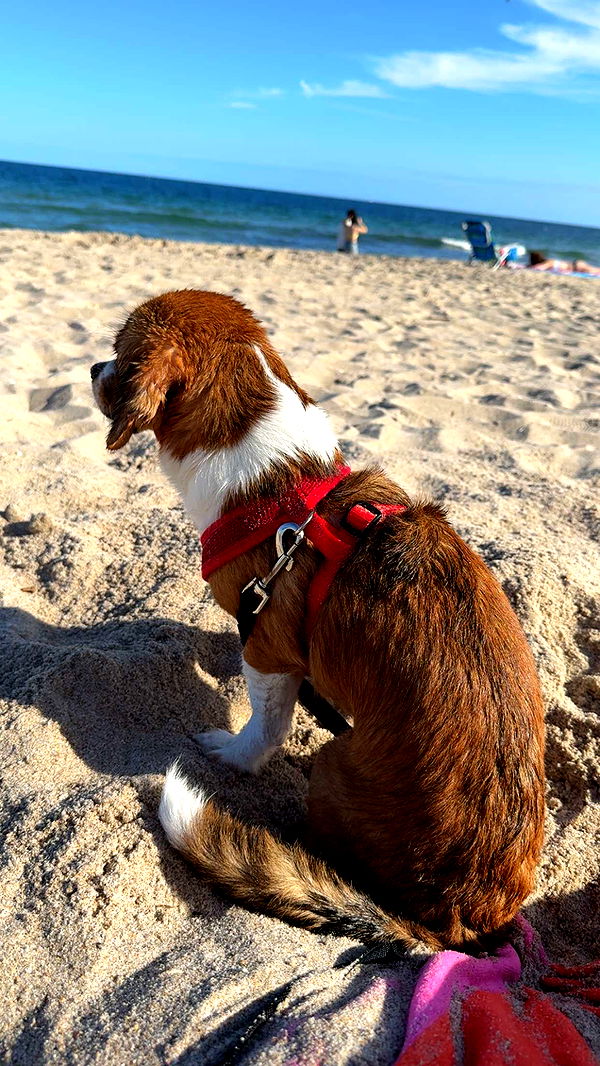 kydoddss image ~ Altpins