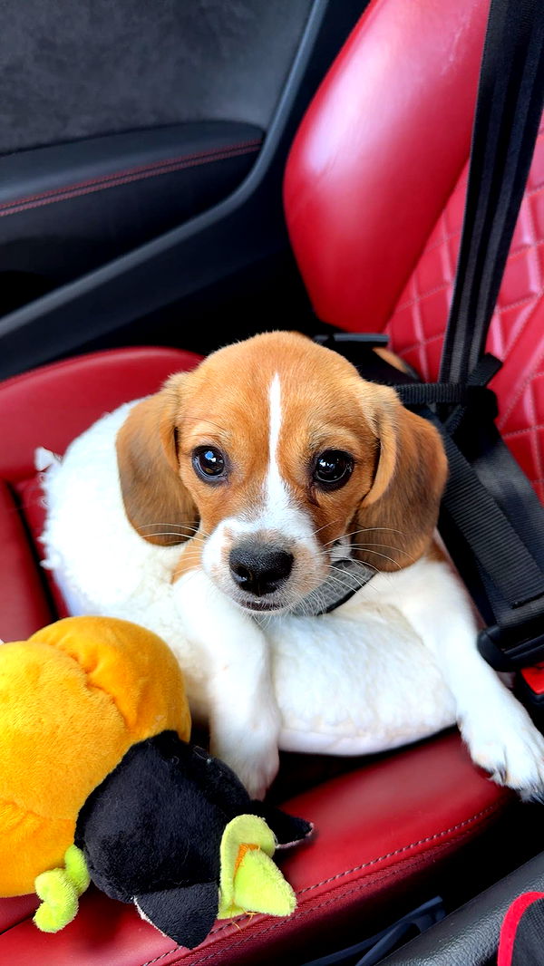 kydoddss image ~ Altpins