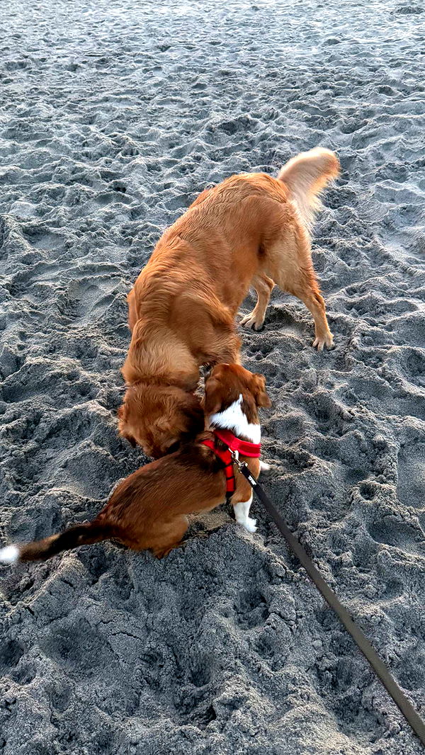 kydoddss image ~ Altpins