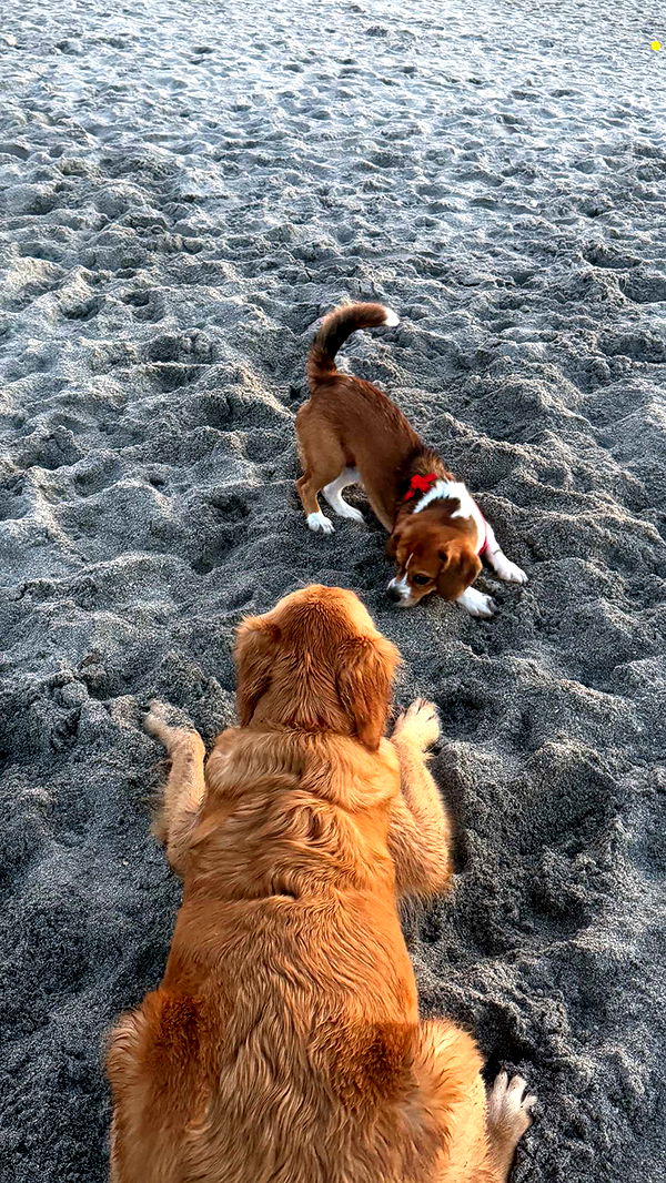 kydoddss image ~ Altpins