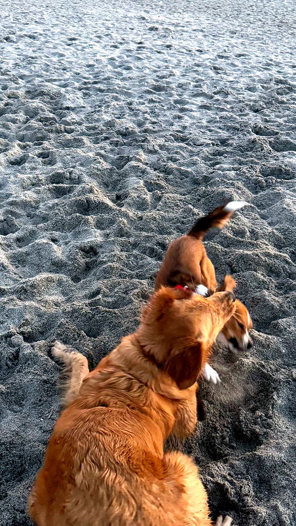 kydoddss image ~ Altpins