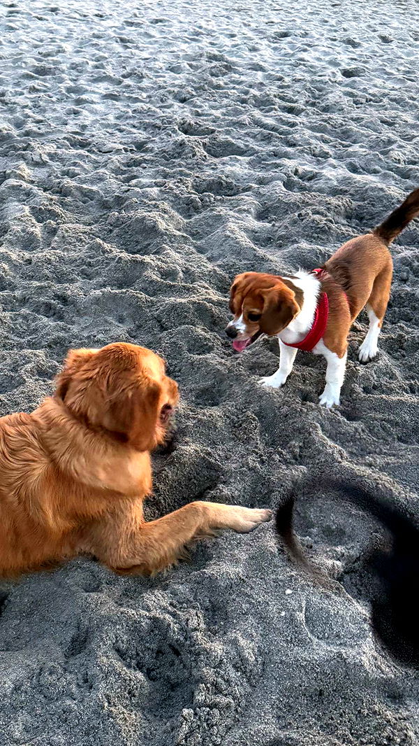 kydoddss image ~ Altpins