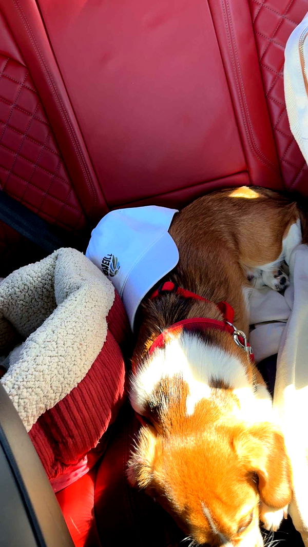 kydoddss image ~ Altpins