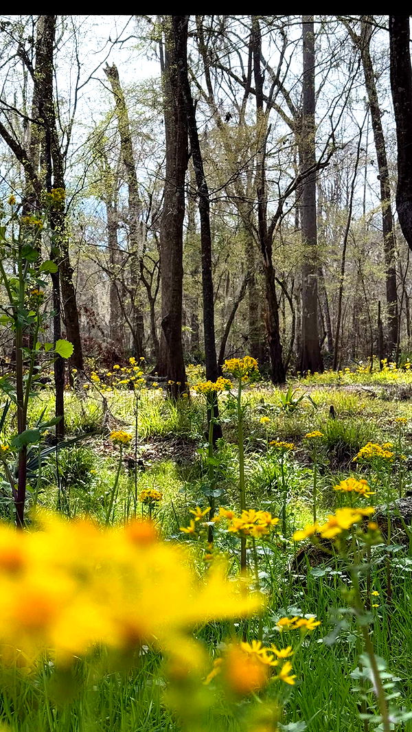 kydoddss image ~ Altpins