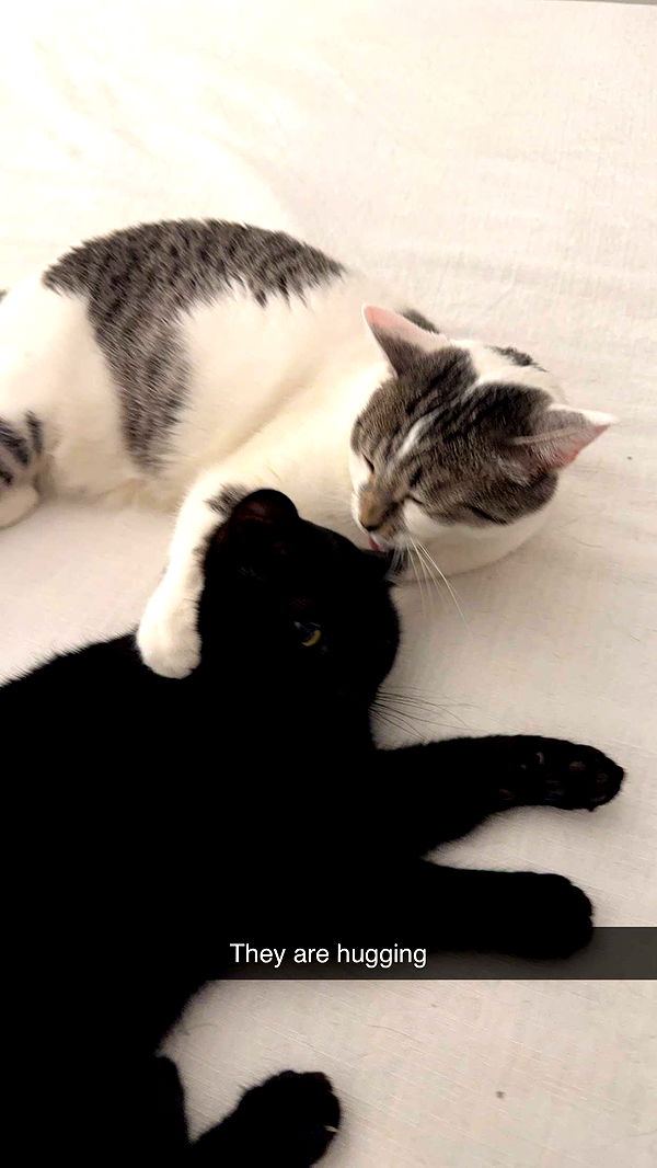 kydoddss image ~ Altpins