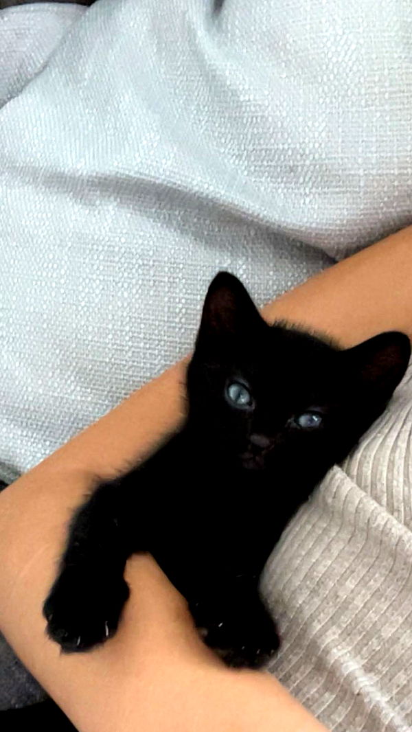 kydoddss image ~ Altpins