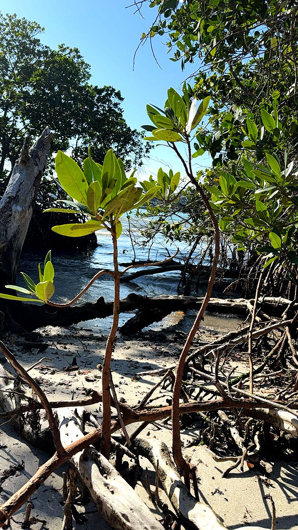 kydoddss image ~ Altpins