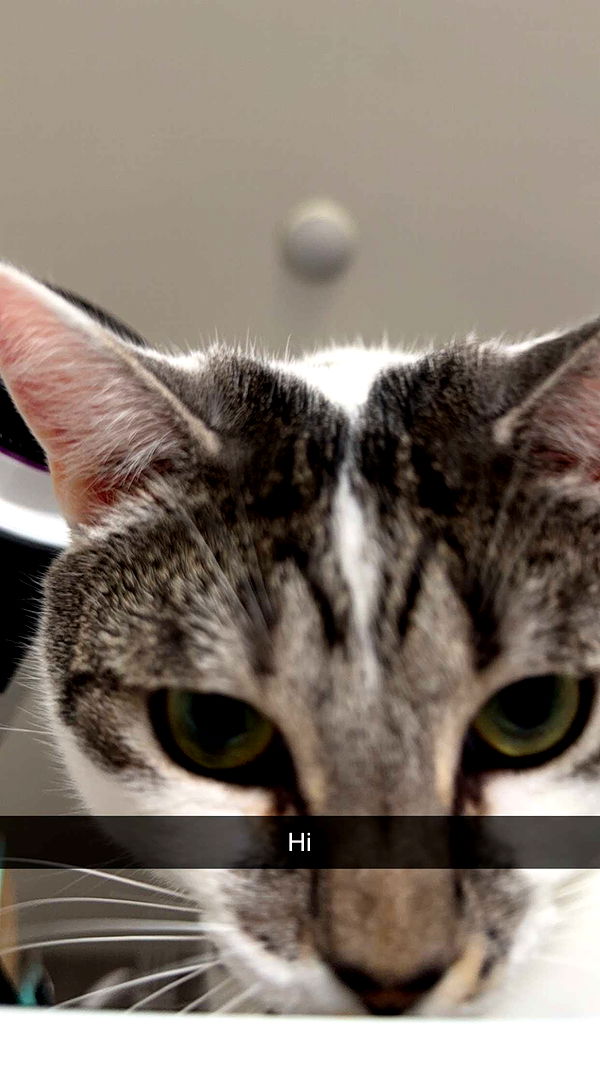 kydoddss image ~ Altpins