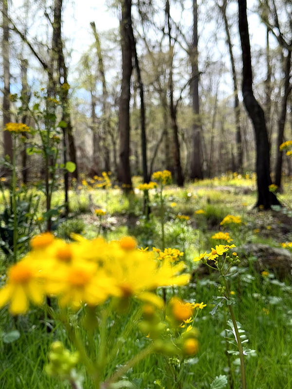 kydoddss image ~ Altpins