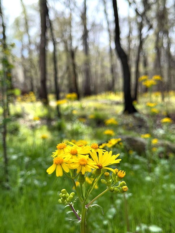 kydoddss image ~ Altpins