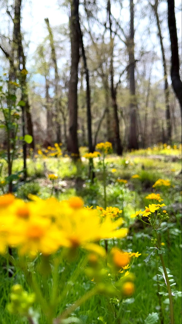 kydoddss image ~ Altpins