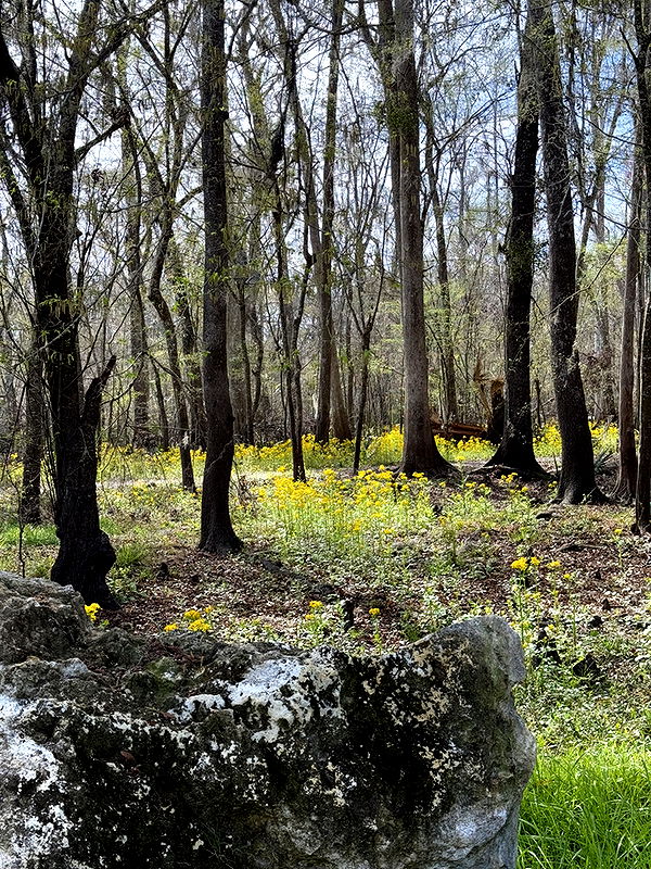 kydoddss image ~ Altpins