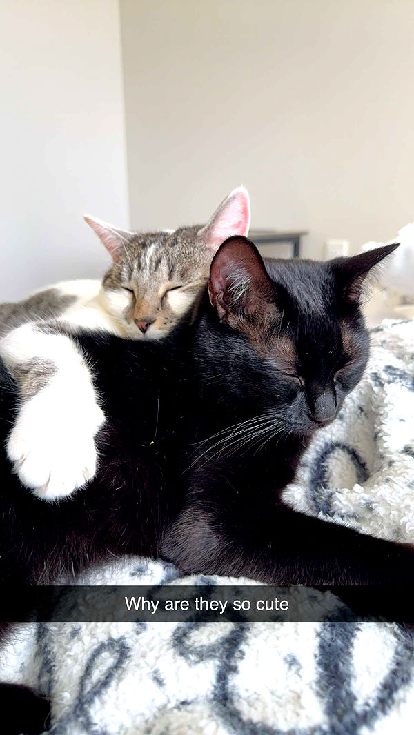 kydoddss image ~ Altpins