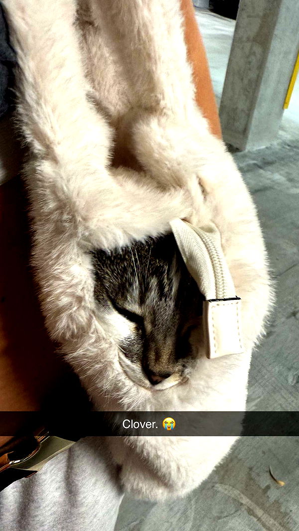 kydoddss image ~ Altpins