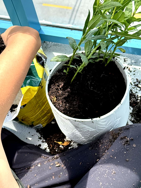 kydoddss image ~ Altpins