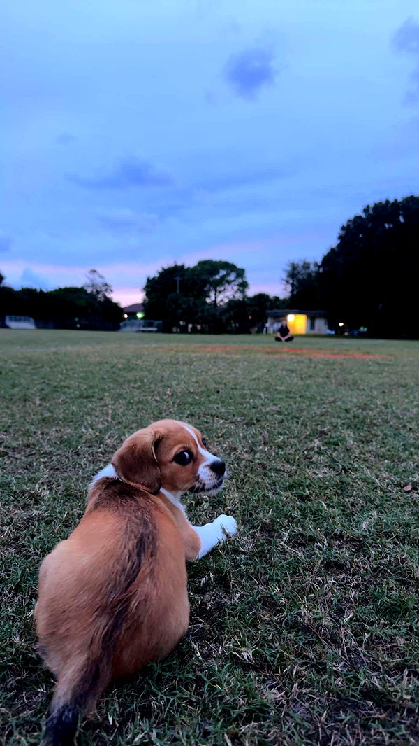 kydoddss image ~ Altpins