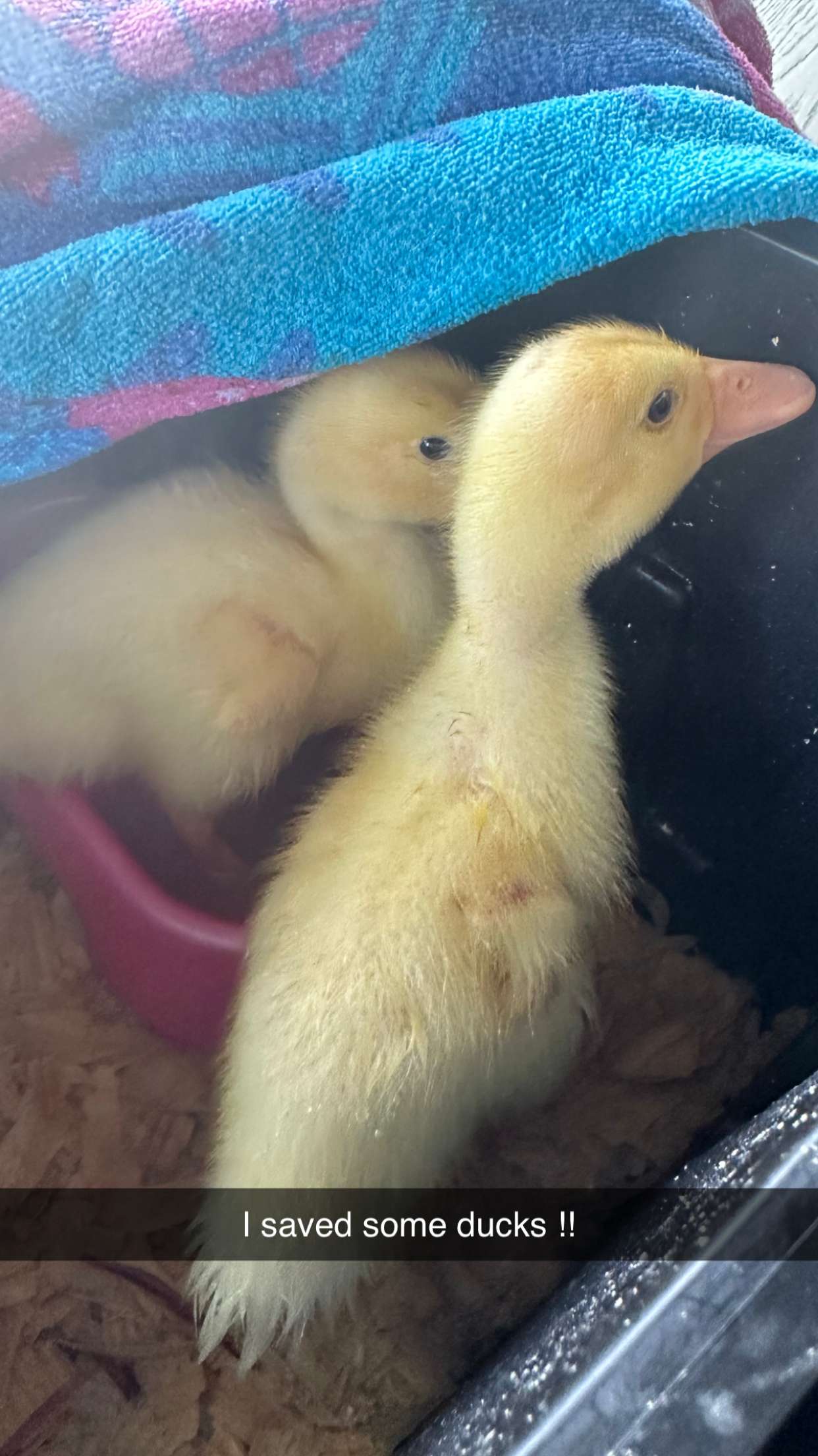 kydoddss snapchat image archive image