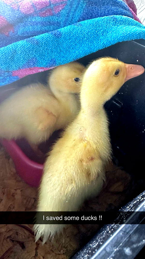 kydoddss image ~ Altpins