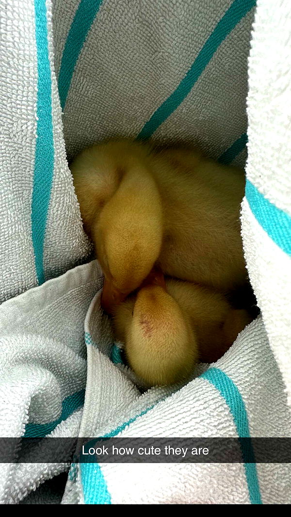 kydoddss image ~ Altpins