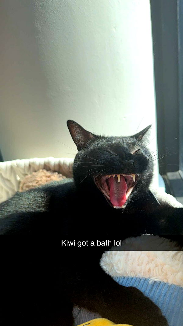 kydoddss image ~ Altpins