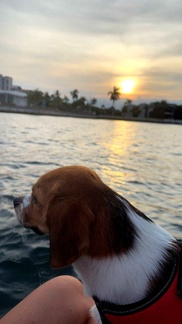 kydoddss image ~ Altpins