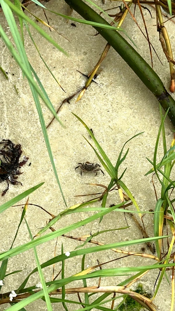 kydoddss image ~ Altpins